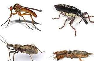 ESSENTIAL OILS FOR REPELLING PESTS
