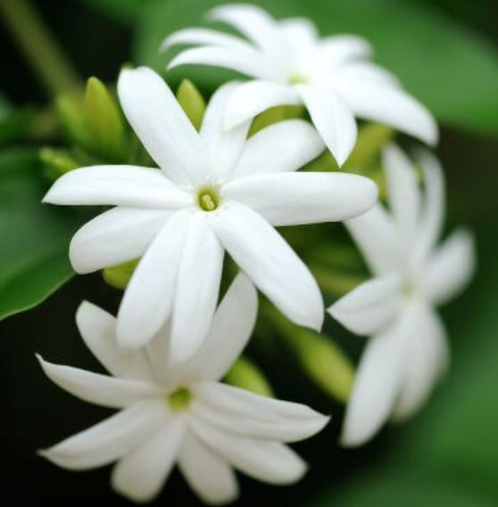 Jasmine Oil Absolute - Pranic Lifestyle