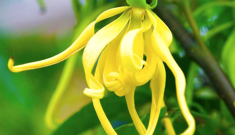Ylang Ylang Essential Oil